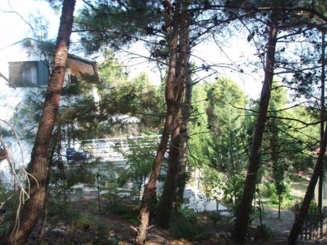 In Susanj Lodge *